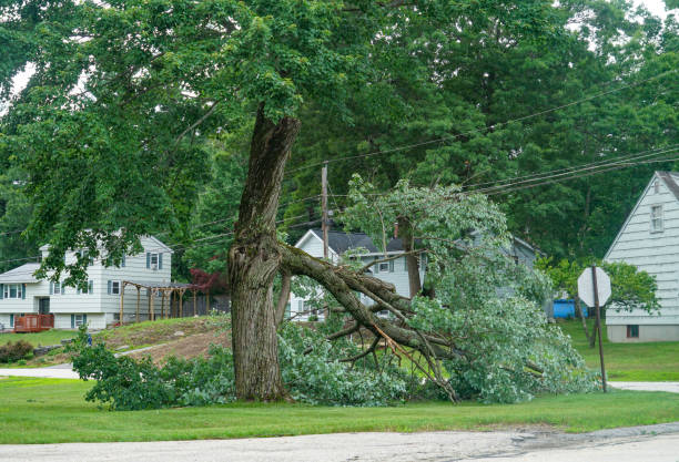 Professional  Tree Services in Mathis, TX